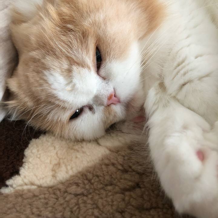 C7b75a33 28af 4aaf a663 7c2312319b65 1597477154594