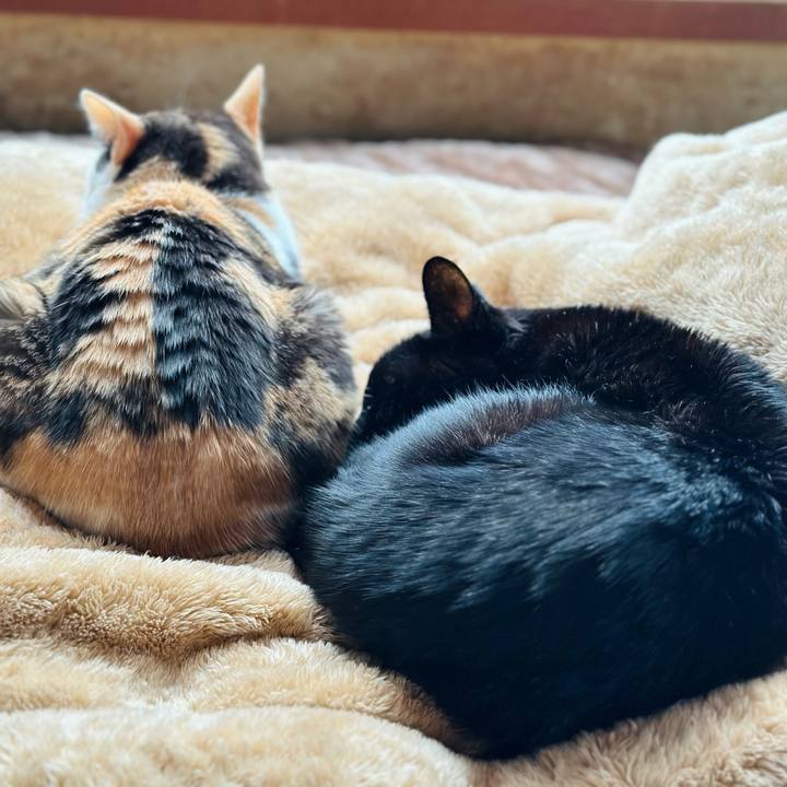 C7b84799 e3d2 4283 a5bf b479a5acab19 1709515580860