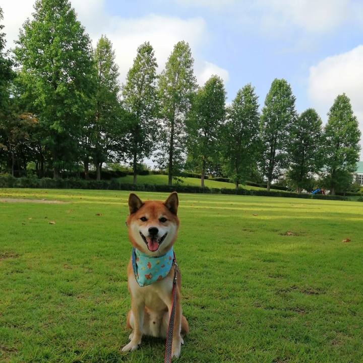 C7bb3b7c 135a 40de b1d4 6851ff8d8901 1597878058322