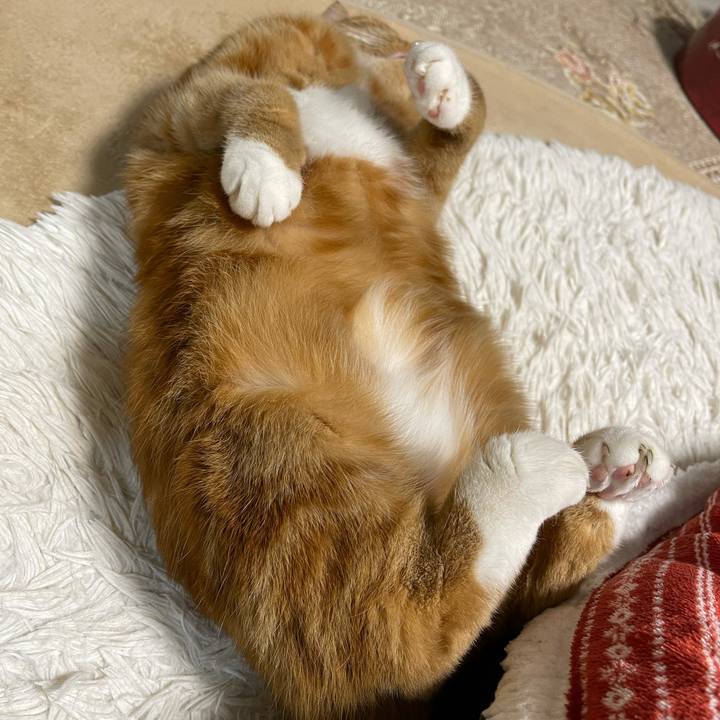 C7bfa974 87b5 44fb 9a4f bef036c6812d 1638187649606