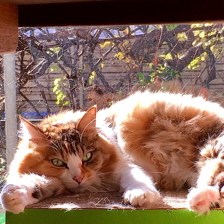 C7c02c35 1c47 4b5a 9844 6d51b8fbe77b 1606728613382