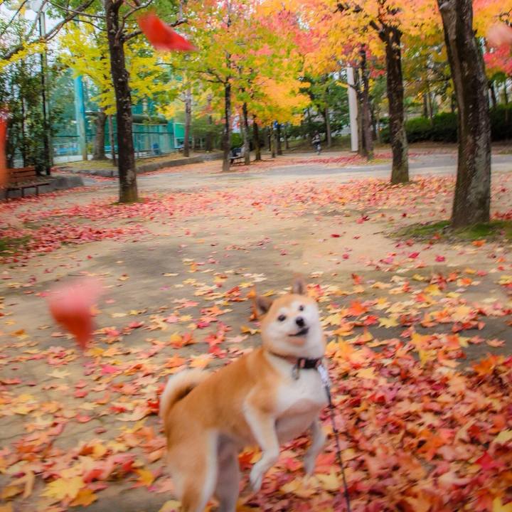 C7c13349 ee00 4e6a 9ba0 1a2efda51d0d 1511916275605