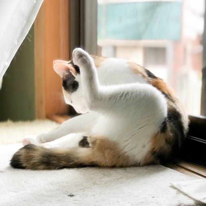 C7c200b7 2d81 4551 beea e86d0776900e 1530410157501