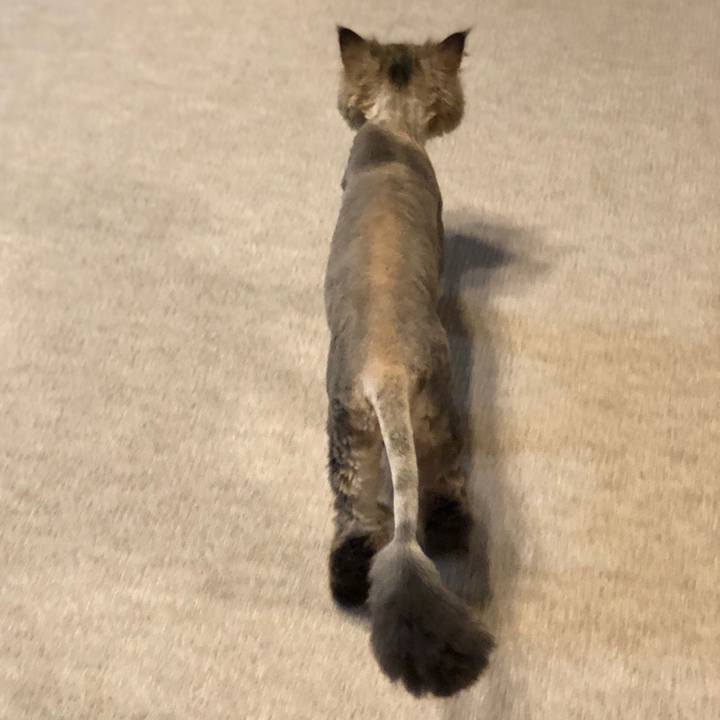 C7c2adda a754 4206 b953 9f81e035a35a 1559559985486