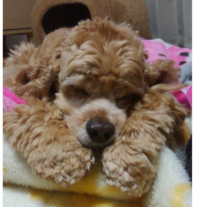 C7c31a20 cf16 431f 995e 1ff25c4881e4 1511699008653