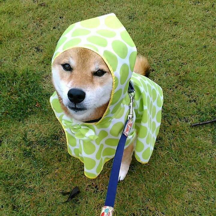 C7c3533b 055c 4c93 91e2 e7dc82b9eee4 1571458448324