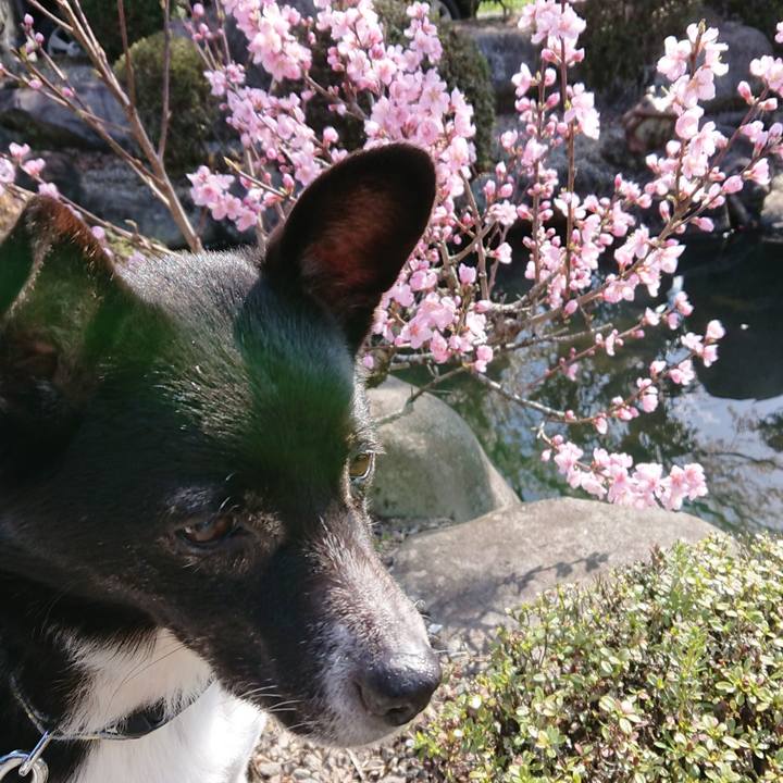 C7c3ae2c 620c 4430 ab7f 01240495bb2f 1554768147858