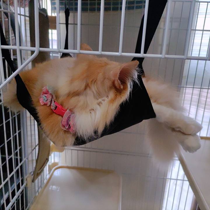 C7c4160a e9ae 4c92 b88c 9277525f5fb8 1686692326466