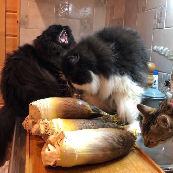 C7c46bcc 5bc6 43b7 8e44 6b2f29a56a98 1555763943610