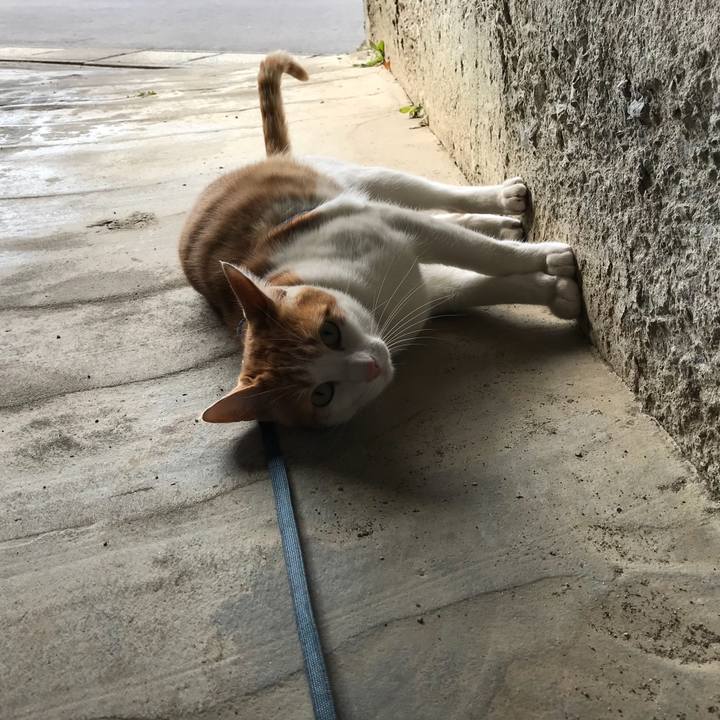 C7c52950 5d31 4e04 be3b 388c3a4a263f 1511235605917