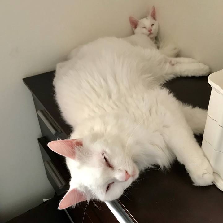 C7c54c27 b8d8 4996 8620 d022026d15d6 1566903329346