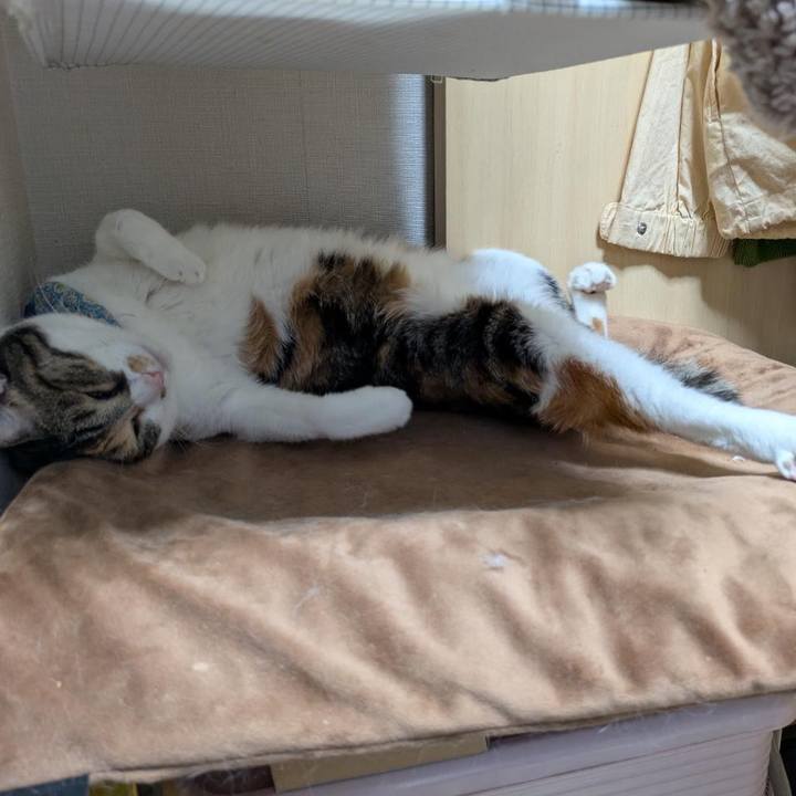 C7c677b3 f2d9 4306 9b91 b29eda2eac8e 1761827552833