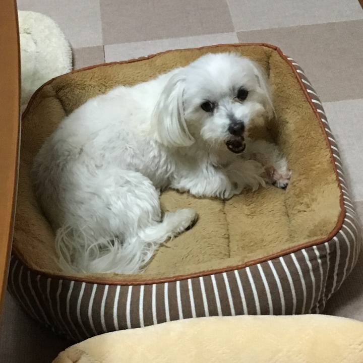 C7c6b0e7 9051 408d bb86 e98e5f9ae6a7 1545826133642