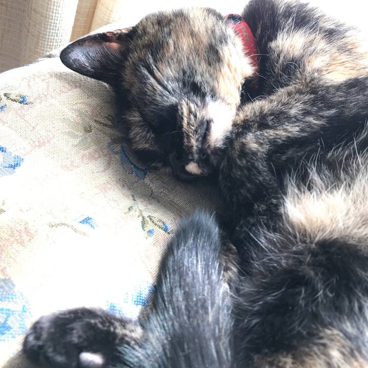 C7c780d7 a7f6 42a8 a38f 8552aa4954fd 1521255034727