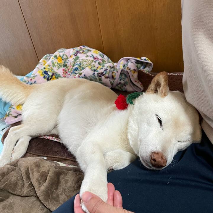 C7c78fb4 4f9a 42d1 bd8f cf03e2ec1ab0 1640002575402