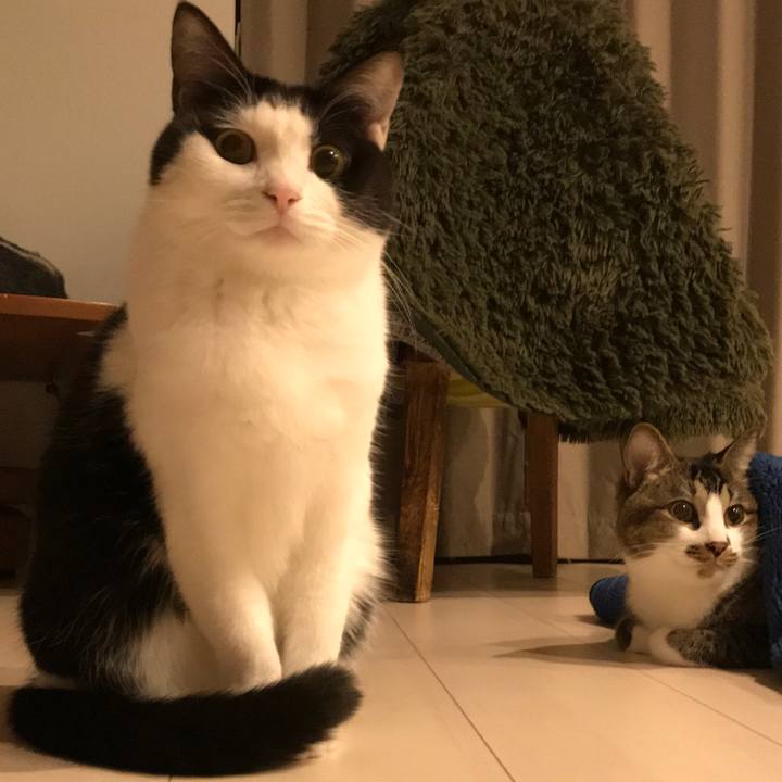 C7c7f977 83f4 43f5 b795 d9e8d1c56f1e 1513413868316