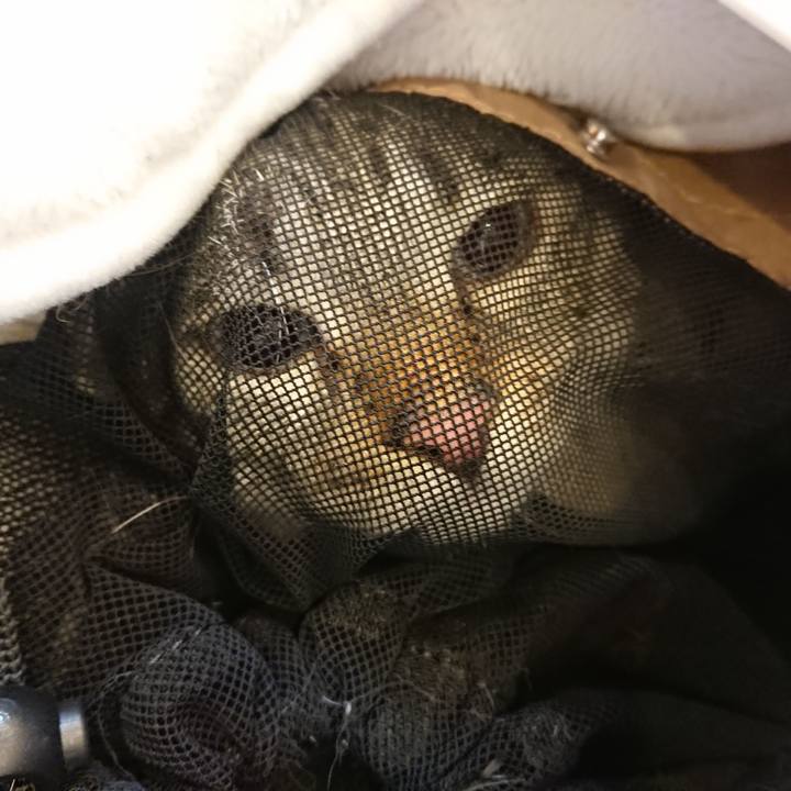 C7c9cf40 9786 4150 9260 02afe144103b 1559355051631