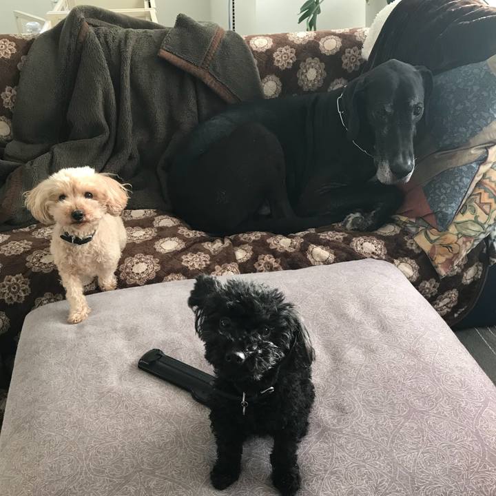 C7c9d4a7 558a 4020 8b25 8d21b8529ded 1513637680485