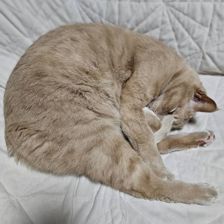 C7cac70d da23 4ee4 98a1 4b1915f71c4b 1762606462936