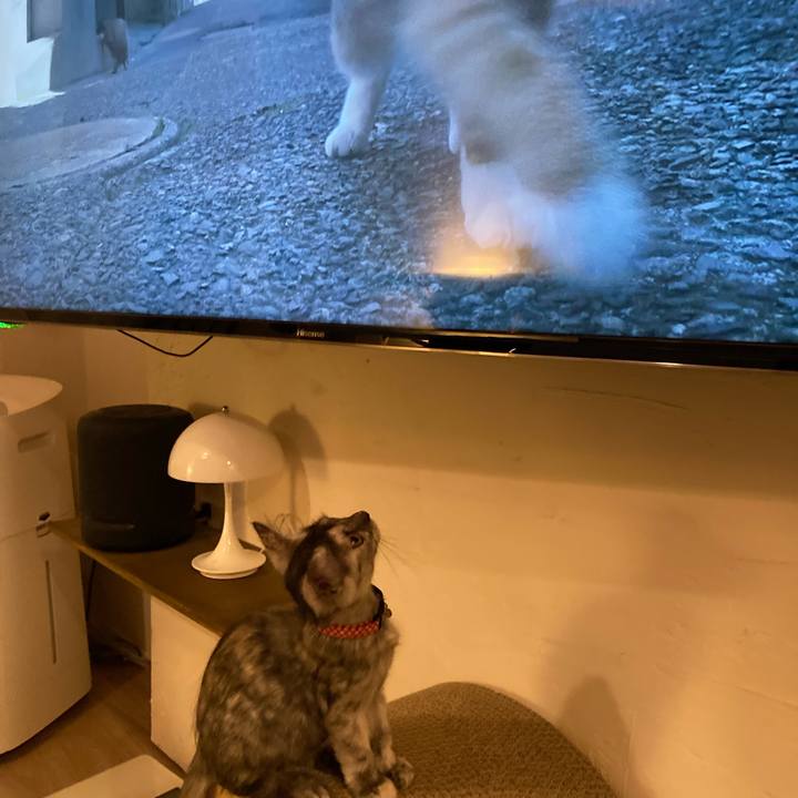 C7cd1156 7218 482c b564 3173ae34a785 1693478669858