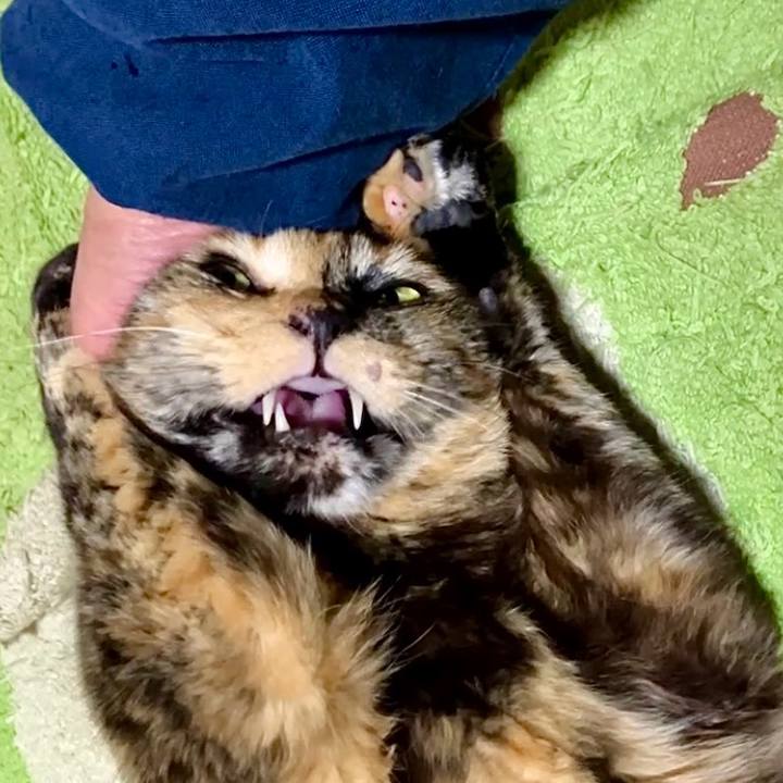 C7cfe62e 3b96 4be7 86a8 f1232a222533 1742730693787