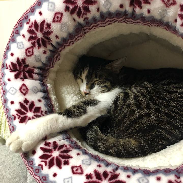 C7d0bfbb 2217 46d2 a7dc a7d0218b209a 1549983498195