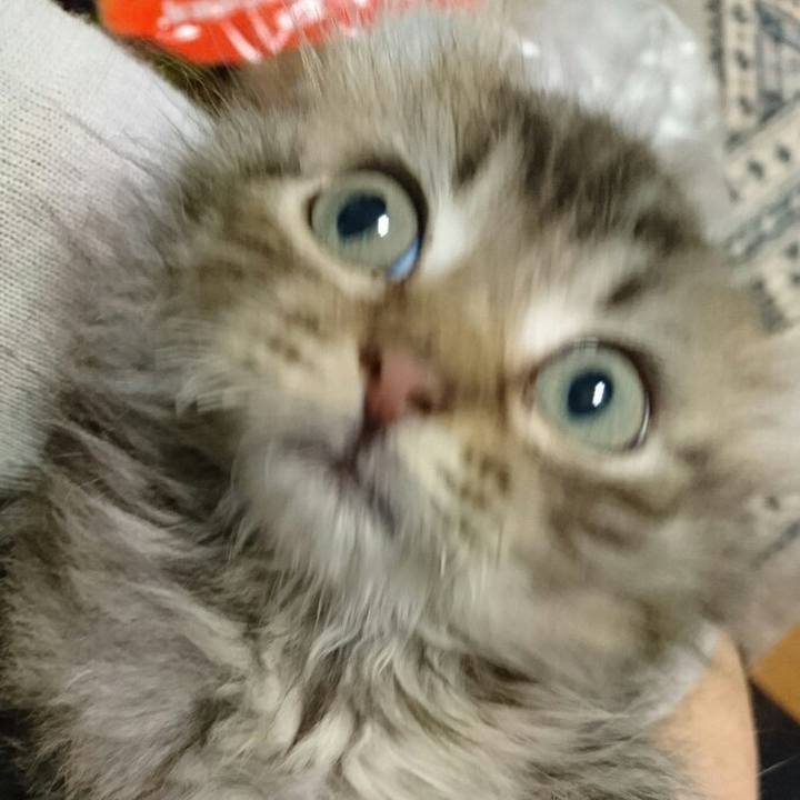 C7d4f521 59d6 43ea bddb f3b0df0f7ae1 1512823142844