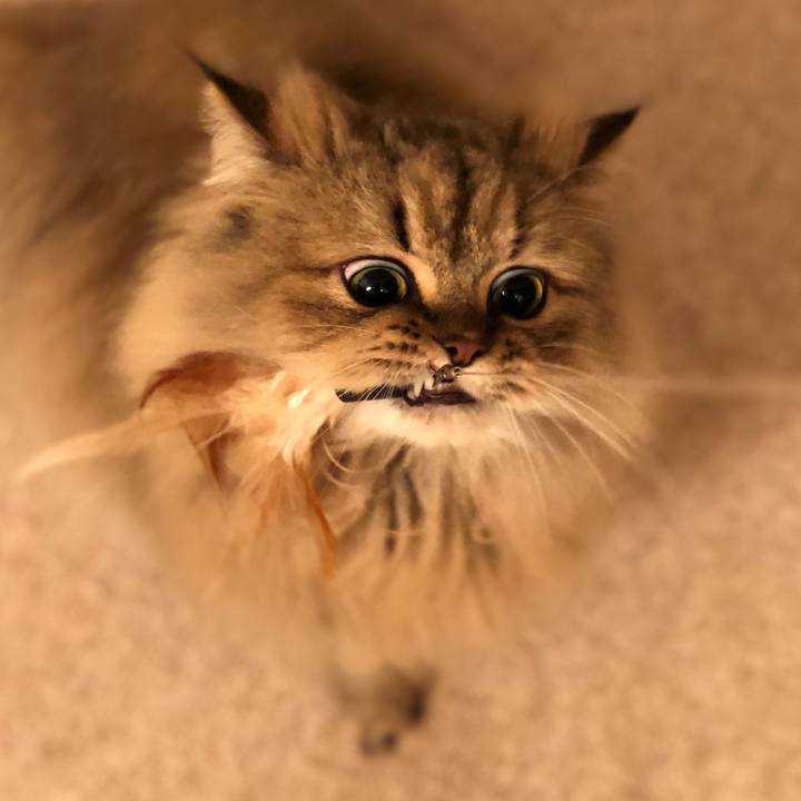 C7d78320 f4f3 43ed ba7a 0ca7caef3a7f 1543279754241