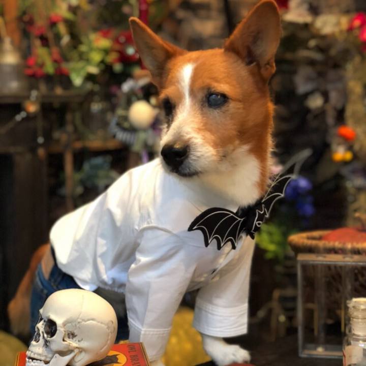 C7db0315 1fc3 496f ada4 cdfc79dabbeb 1540868681173