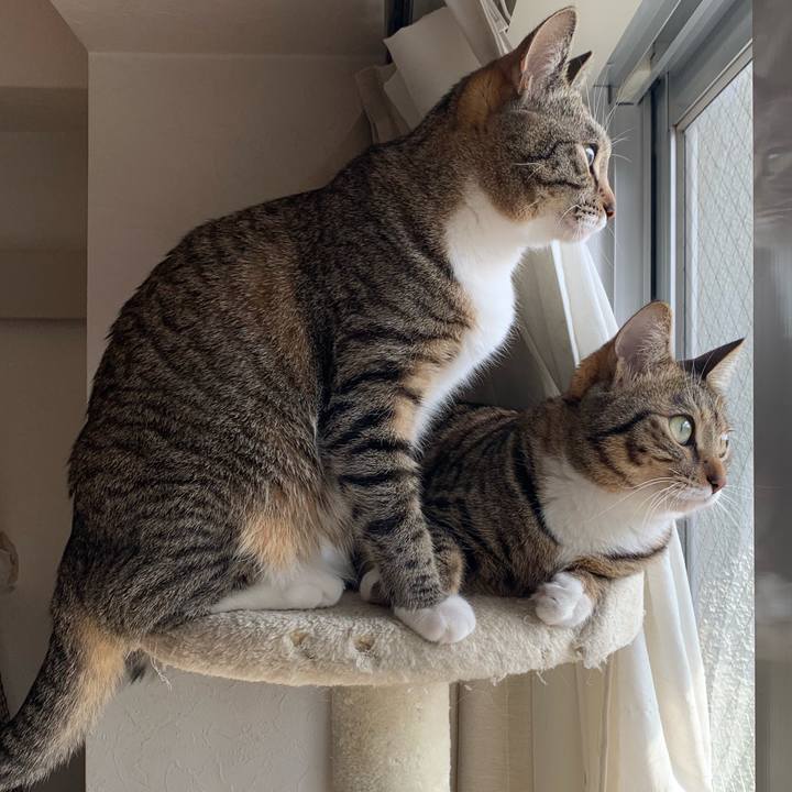 C7dc7a7c 36b7 4c2f bf2c 769e29fc3f21 1554794805588