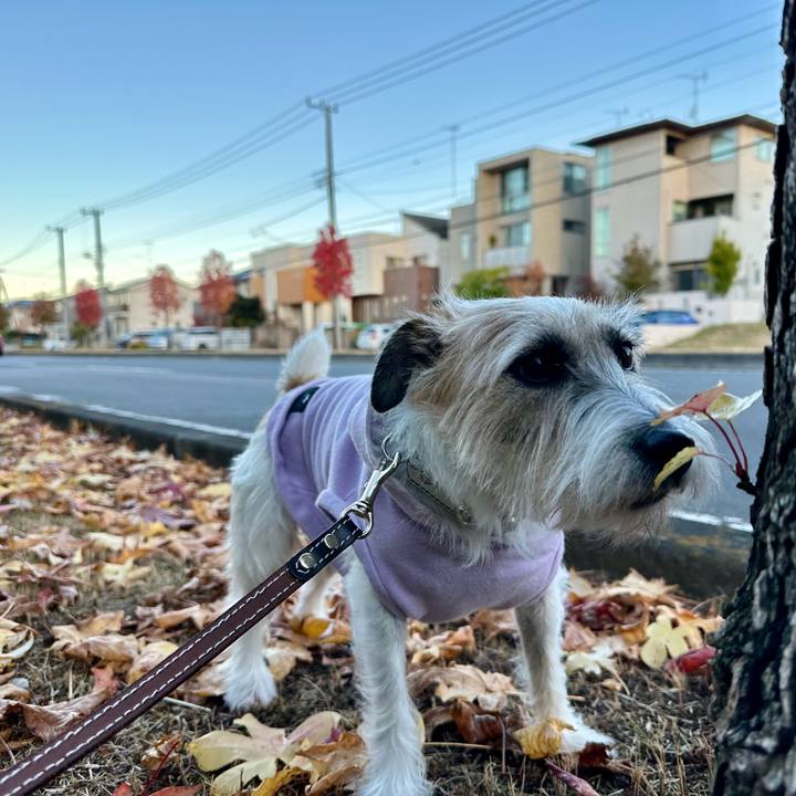 C7dd6d7d c5ae 48dc 85b4 ef74791d929b 1731981650294