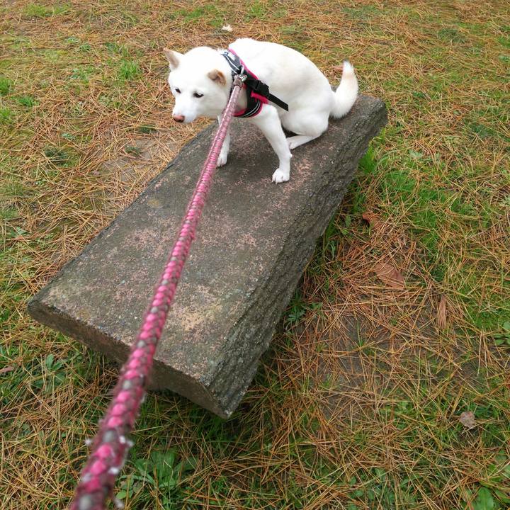 C7df89e3 d27c 4411 b023 fb0d08542086 1544149097314