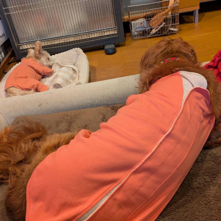 C7dfbe37 e8dd 4a31 9057 5a62f0a5712f 1766363595873