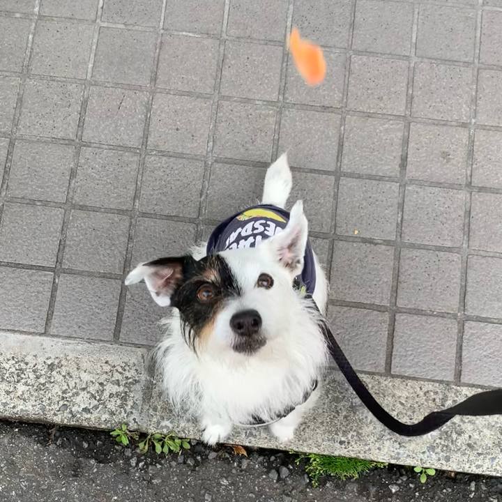 C7e17d5d 0f77 4023 afac f558e91c7a94 1682037464272