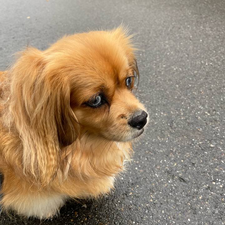 C7e54cdd 987a 4c2f abde db13017c3161 1589838614322