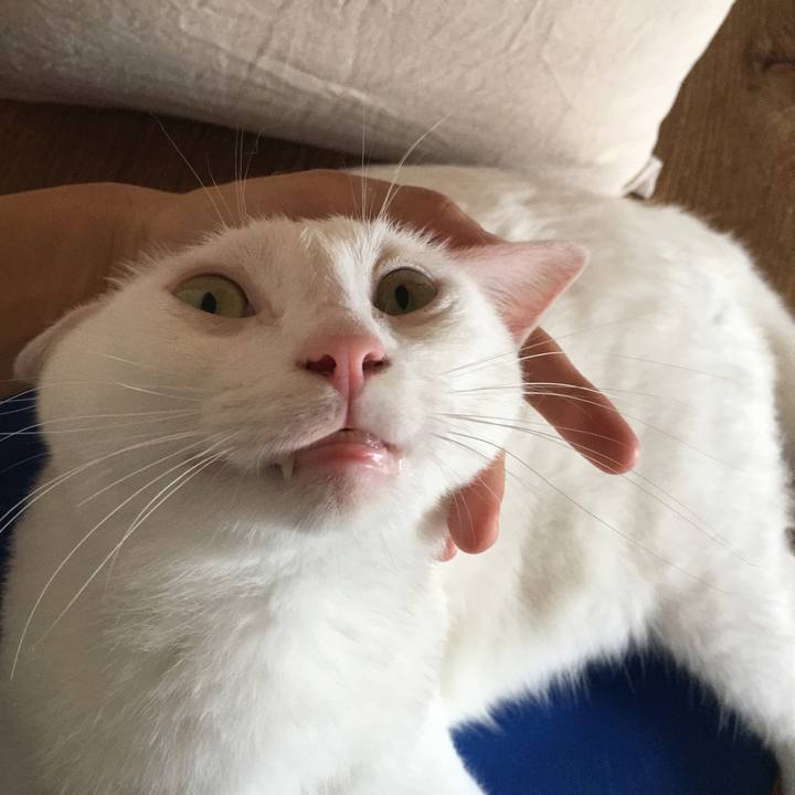 C7ec44e3 f286 48e2 9c3b 43a00a898996 1534994284360