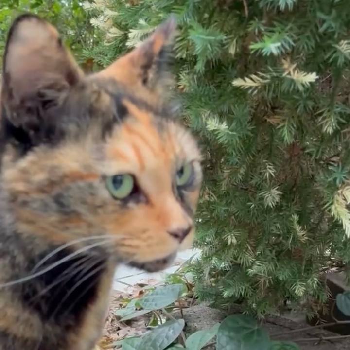 C7efecb5 1613 4710 ab0f 973b4cf86d89 1761894101242