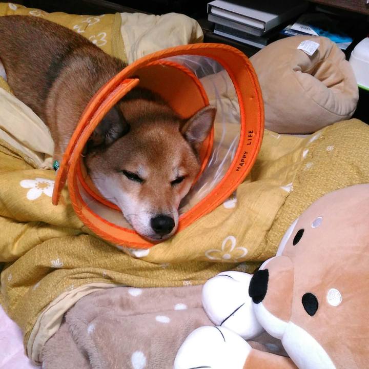 C7f259d1 4f34 453c b998 375b7d63578a 1508315589903