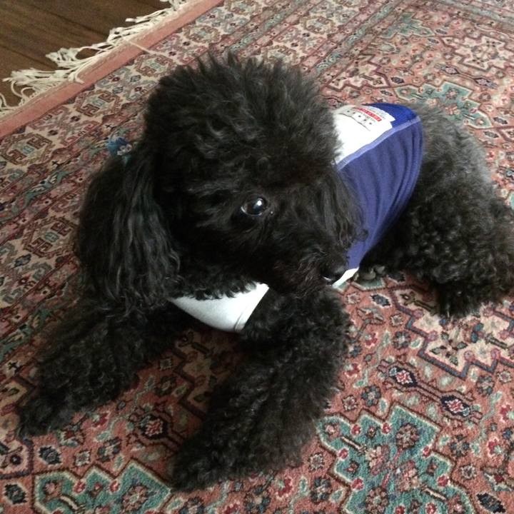 C7f45391 1e92 4558 980b 56559eca0108 1528339450520