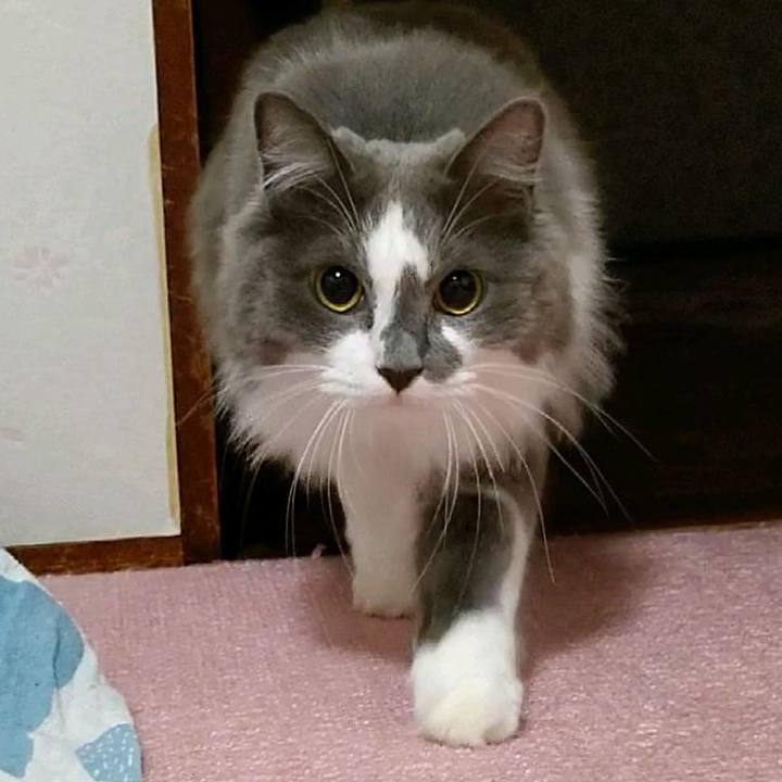 C7f781ec 7b6d 4b9a b429 1e92a4c87db7 1596237890158