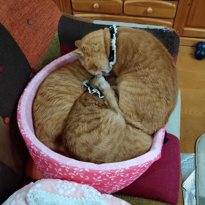 C7f81a1e 7715 4e7e a812 d5f7686c9ed2 1590039216929