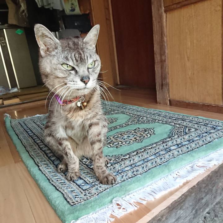 C7fc2d11 6cc4 4ea9 b464 43aca3893e0e 1597011631955