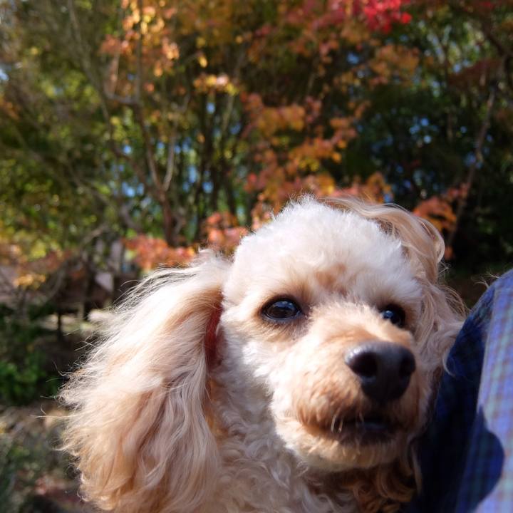 C7fc9b10 15cc 4fb7 b988 f107832371bf 1541485958245