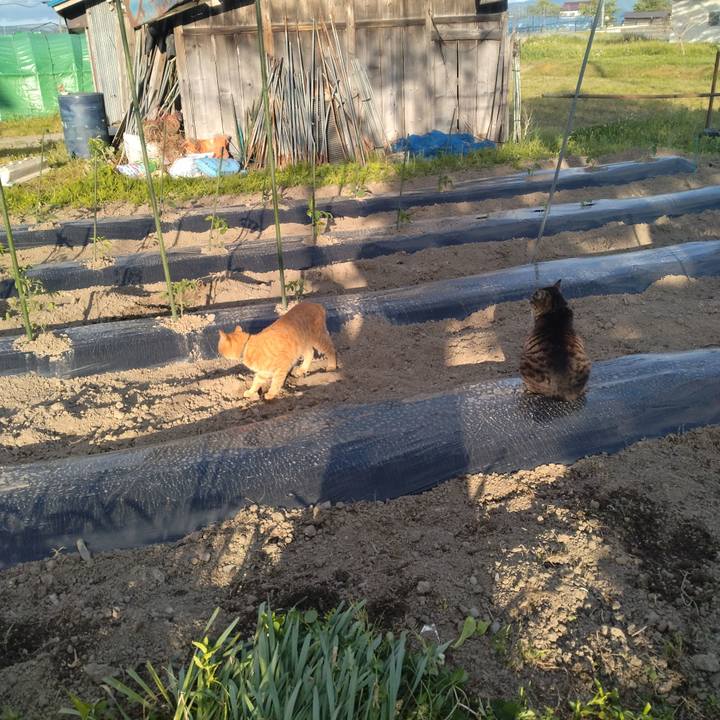 C7fd0342 86ab 4d4c 8c59 361319e010d9 1684926444329