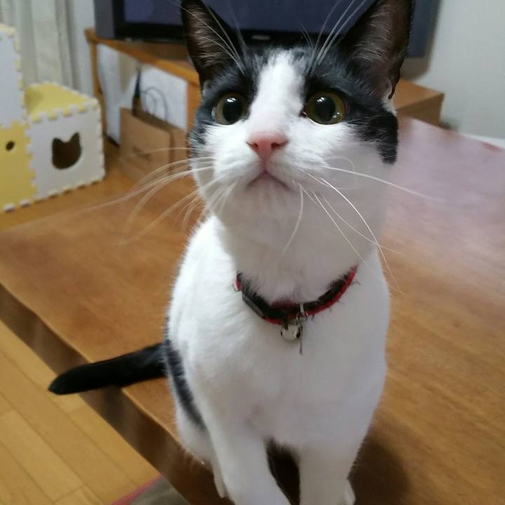 C7fd9f9b 4ffb 412c 9372 482669b8a301 1514856592147