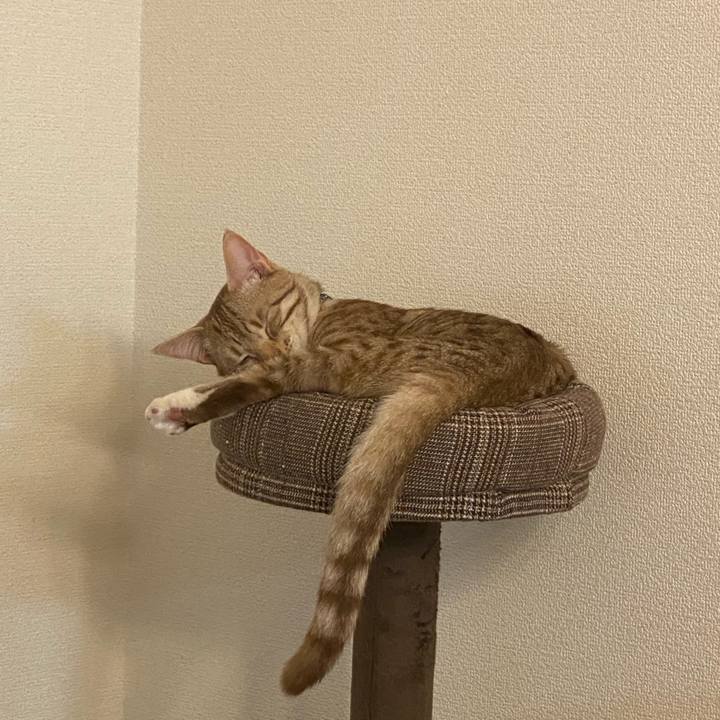 C803ea2a 4f0c 43bc 975a 1d0844356adf 1612872007334