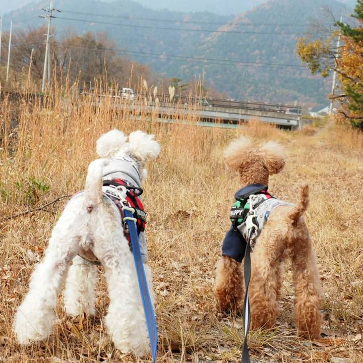 C805da29 19aa 4c46 8c19 4bbb5c78d329 1511701456158