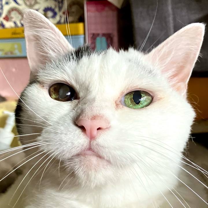 C805eeaa e1f0 4b79 933a 004ea85df11e 1754795235350