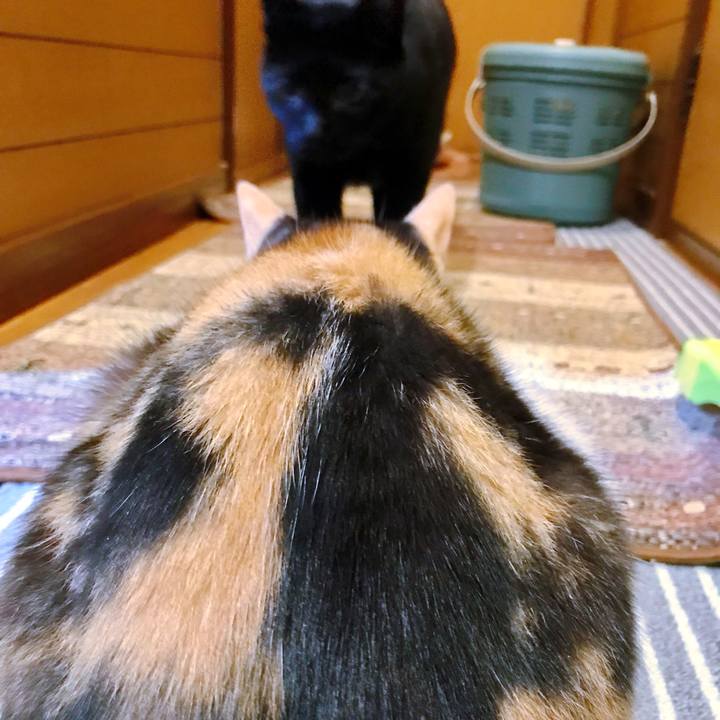 C807df97 6974 4005 83d0 3b8773e99508 1508896107591