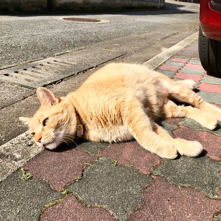 C809cc4d 42d2 4809 9101 f31fb61ef84e 1522931180613